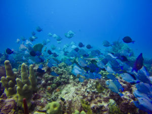 Fish swimming near Catalina Island