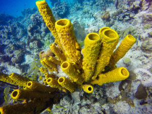 Coral at Catalina Island