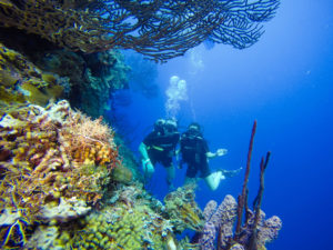 A couple scuba diving at "The Wall"